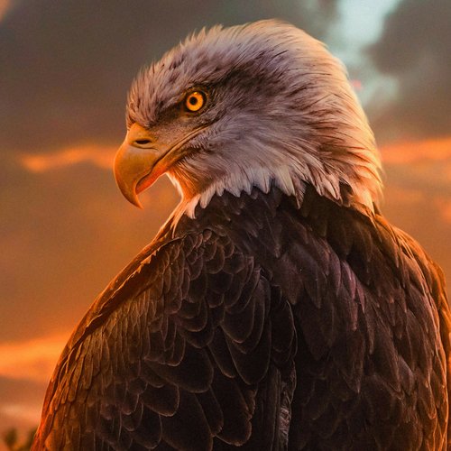 Osprey Calling Vicious Screaming