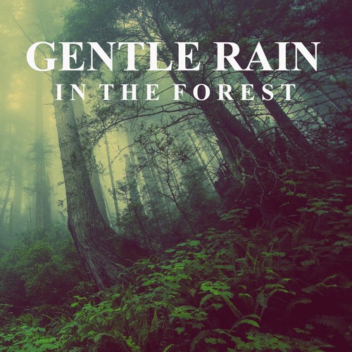 Gentle Rain in the Forest (Unlimited Hours)_poster_image