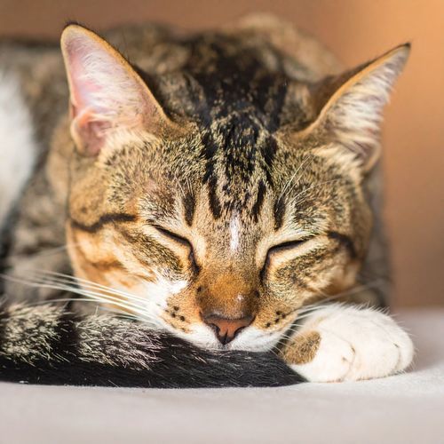 Música Profunda Y Tranquila Para Gatos En Paz cover art
