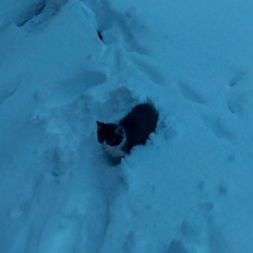 the cold remains