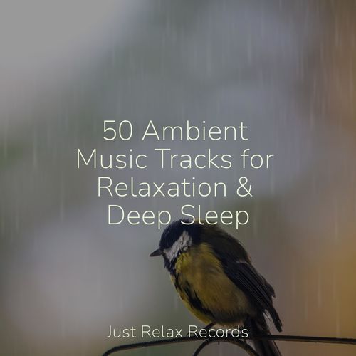 50 Ambient Music Tracks for Relaxation & Deep Sleep