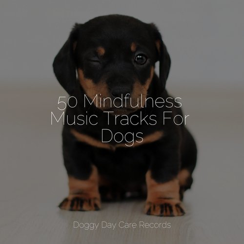 50 Mindfulness Music Tracks For Dogs