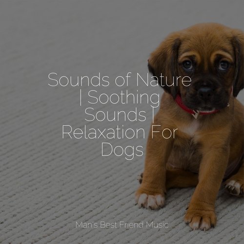 Sounds of Nature | Soothing Sounds | Relaxation For Dogs_poster_image