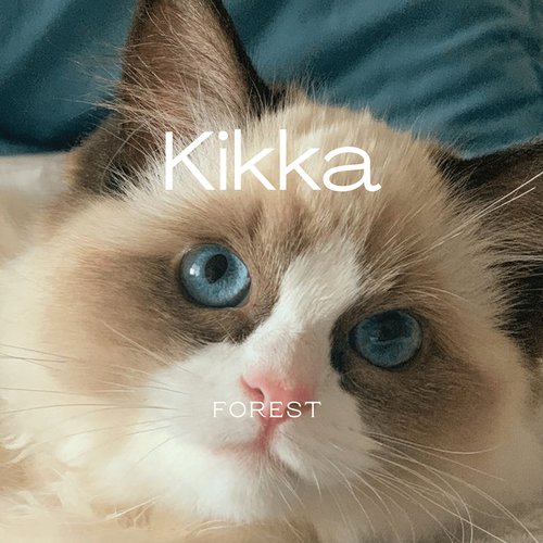 Kikka