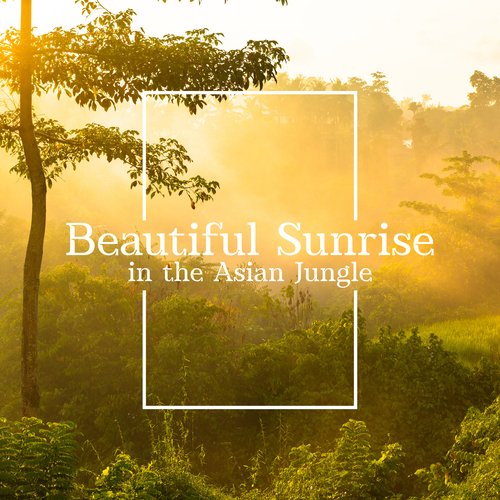 Beautiful Sunrise in the Asian Jungle_poster_image