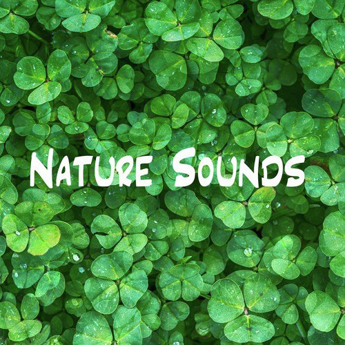 Nature Sounds - Birds