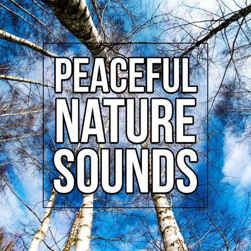 Deep Sleep Solution cover art