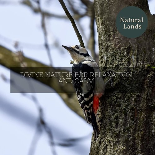 Meditate to the Sound of Forest Insect cover art