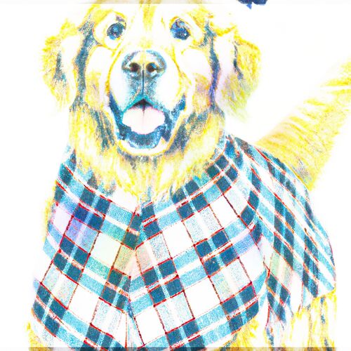 Houndstooth Chihuahua