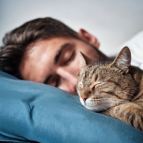Melodías De Gatos Somnolientos cover art