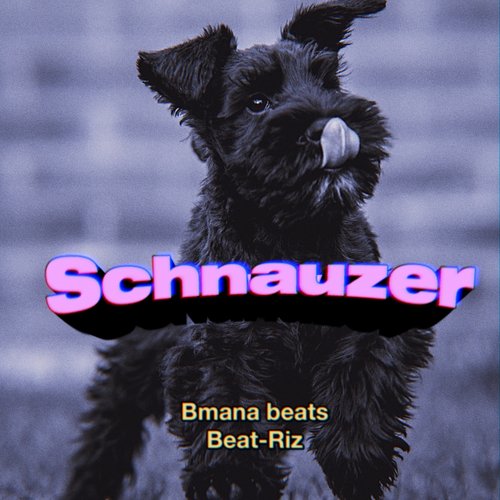 Schnauzer cover art