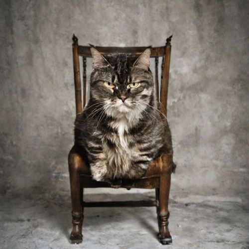 Cat Miau cover art