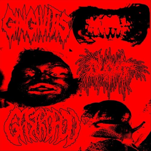 Gingivitis / Bloat / Gastropod