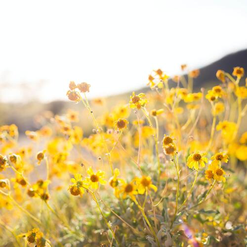 picnic on the prairie