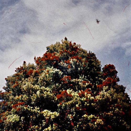 Godwits cover art