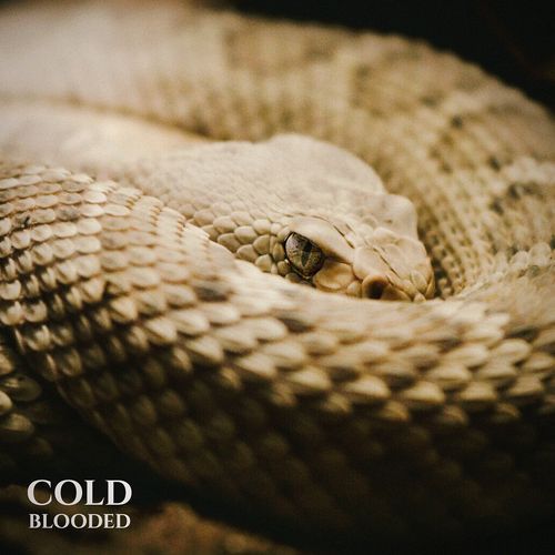 Cold Blooded_poster_image