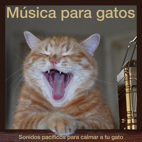 Música para gatos: Sonidos pacíficos para calmar a tu gato