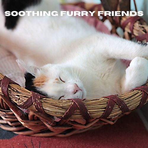 Soothing Furry Friends_poster_image