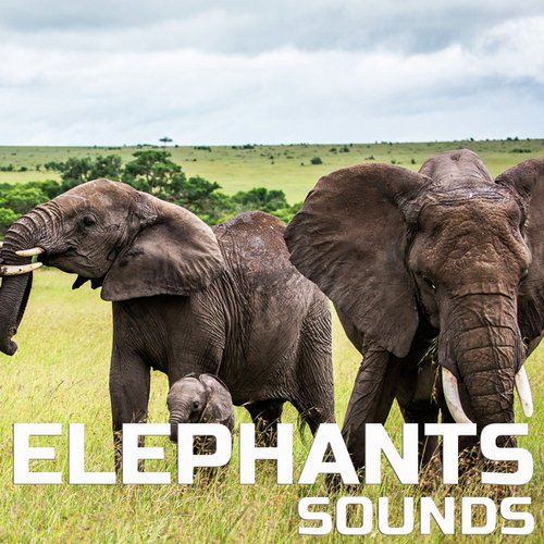 Nature Elephants Sounds (Nature Sounded Remix)