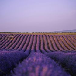 Tchaikovsky - Waltz of the Flowers