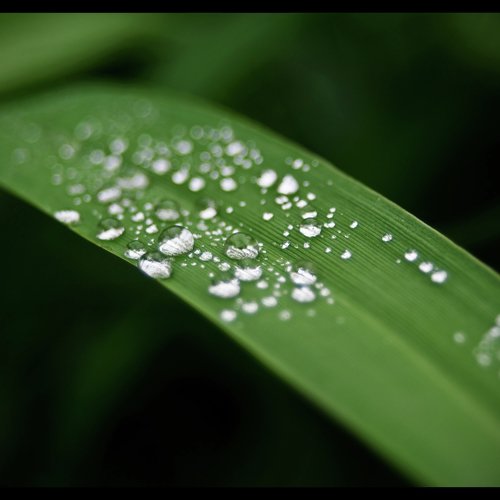 Jungle Rains cover art