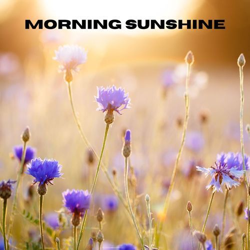 Morning Sunshine_poster_image