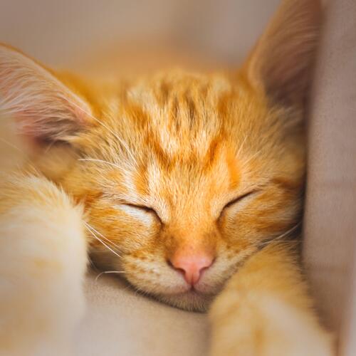 Sleeping Cat Sound for Instant Relaxation_poster_image