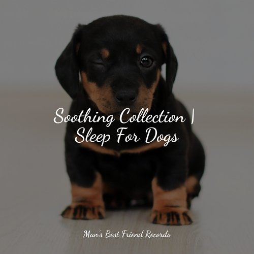 Sleepy Head cover art