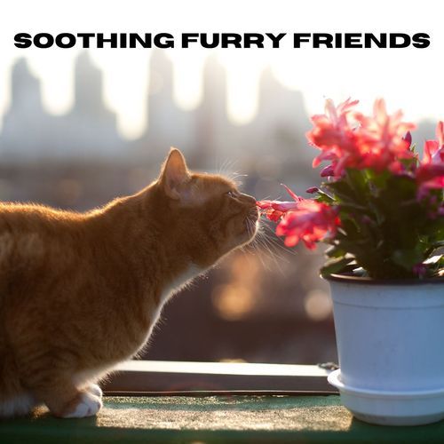 Soothing Furry Friends_poster_image