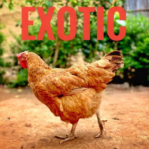 EXOTIC