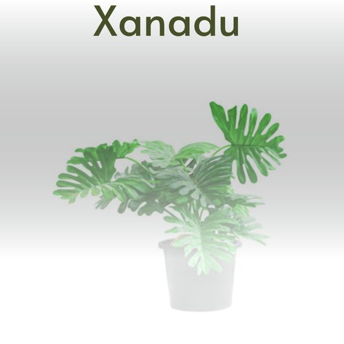 Xanadu