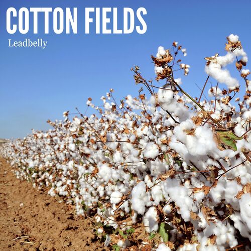 Cotton Fields