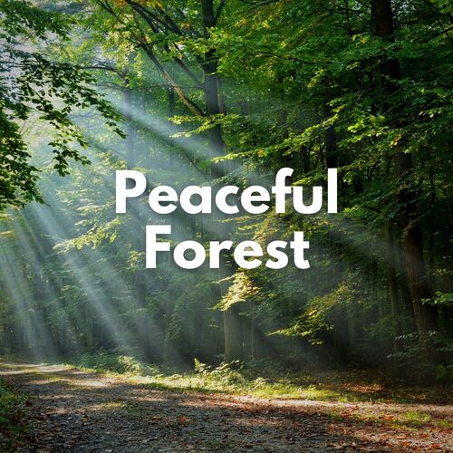 Peaceful Forest_poster_image