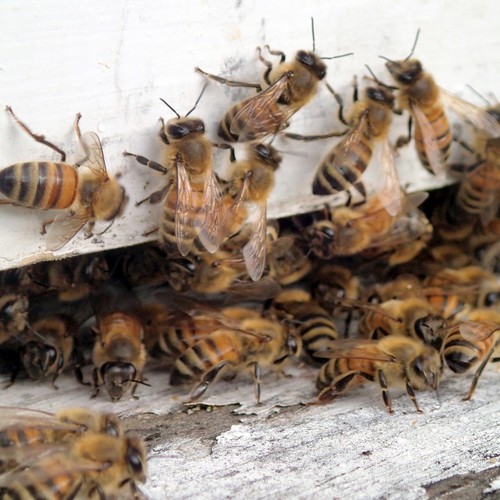 Honeybee Farm - Single