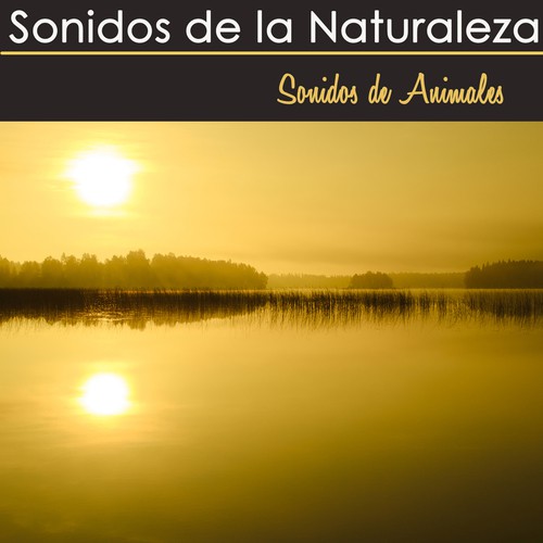 Musicas Relajantes cover art