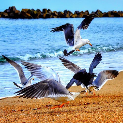 Agitated Seagulls on a Quiet Beach Before a Storm