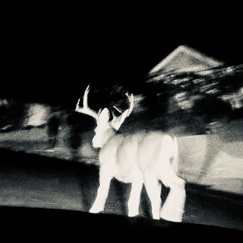 Camouflage cover art