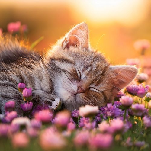 Confort Para Gatos: Melodiosos Ronroneos