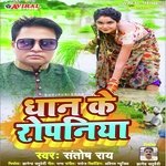 Dhan Ke Ropaniya