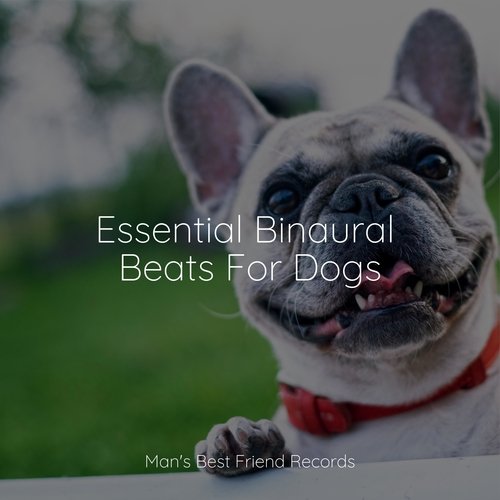 Essential Binaural Beats For Dogs