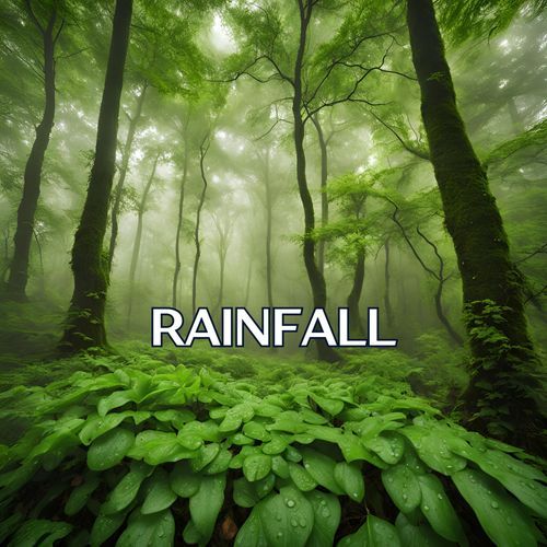 Rainfall in a Hidden Rainforest Sanctuary for Meditation, Sleep, and Inner Peace