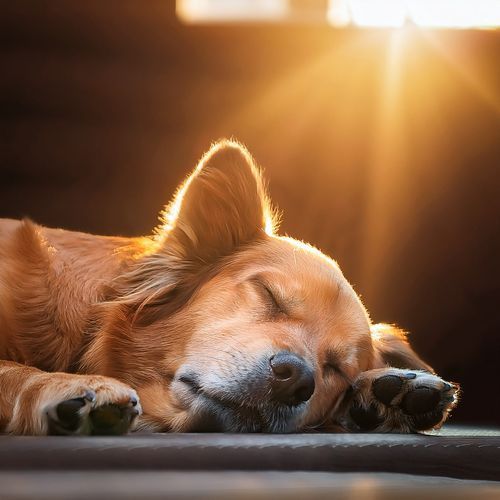 Música Para Dormir Para Mascotas cover art