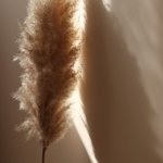 Dreamstate