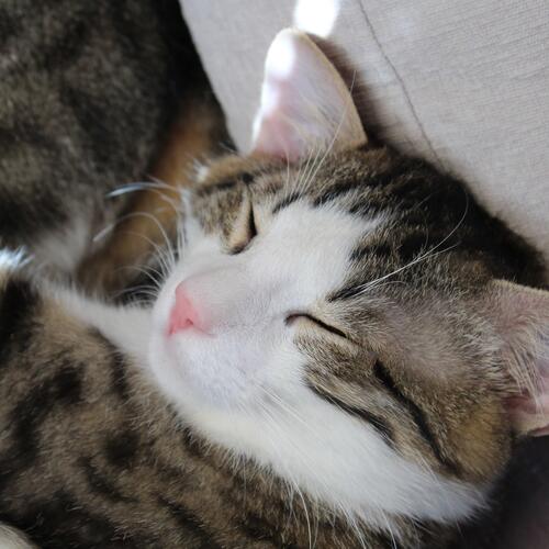 Lullaby