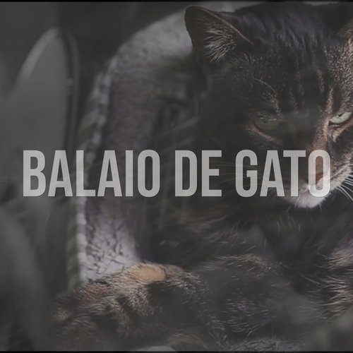 Balaio de Gato_poster_image