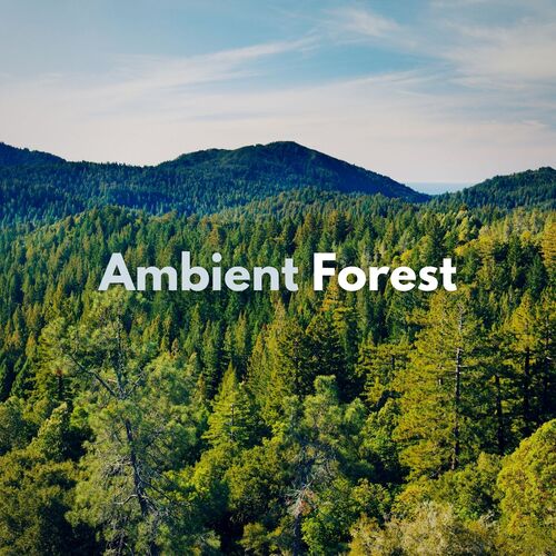 Ambient Forest_poster_image