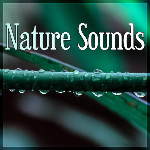 Relaxing Ocean Rain cover art