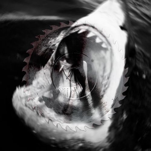 SuccuBass