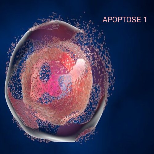 Apoptose (Drums 1) cover art