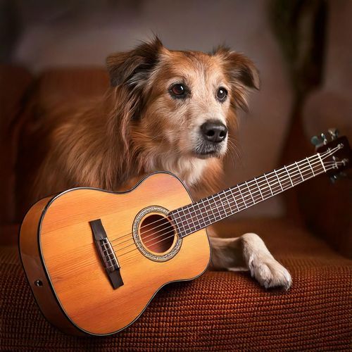 Dog Guitar Drift